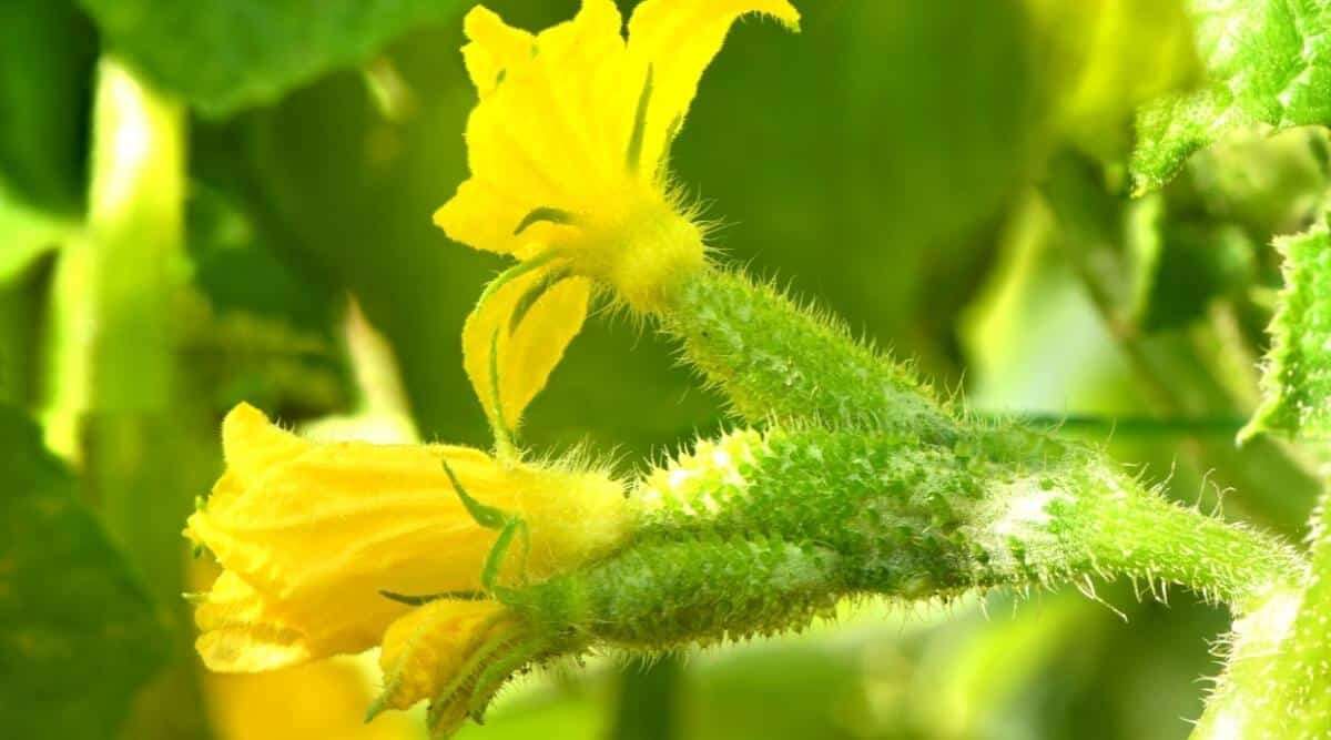 به آرمانی گاردن خوش آمدید
🍀☘️🌿
تازگی را از مسیر سبز ما بیابید.
🍀☘️🌿
آرمانی گاردن، نماینده رسمی فروغ دشت، پلی است میان مزرعه‌های پربرکت و سفره‌های شما. 
🍀☘️🌿
با ما، هر خرید یک تجربه‌ی تازه از طبیعت است.
🍀☘️🌿
سلامتی را با انتخابی سبز آغاز کنید.
🍀☘️🌿
خریدی آسان، محصولی معتبر، لبخندی ماندگار
🍀☘️🌿
(به روز رسانی قیمت ها 1405/04/24)